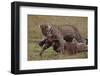 Leopard with Wildebeest Kill-null-Framed Photographic Print