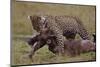 Leopard with Wildebeest Kill-null-Mounted Photographic Print