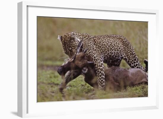 Leopard with Wildebeest Kill-null-Framed Photographic Print