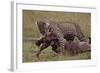 Leopard with Wildebeest Kill-null-Framed Photographic Print