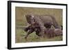 Leopard with Wildebeest Kill-null-Framed Photographic Print