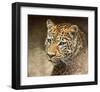 Leopard-Chris Vest-Framed Art Print