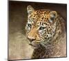 Leopard-Chris Vest-Mounted Art Print