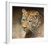 Leopard-Chris Vest-Framed Art Print