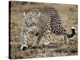 Leopard-Joe McDonald-Stretched Canvas