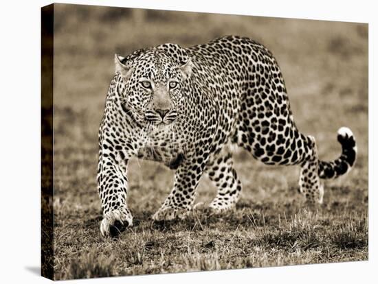 Leopard-Joe McDonald-Stretched Canvas