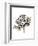 Leopard-Philippe Debongnie-Framed Art Print