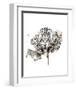 Leopard-Philippe Debongnie-Framed Art Print