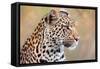 Leopard-Howard Ruby-Framed Stretched Canvas