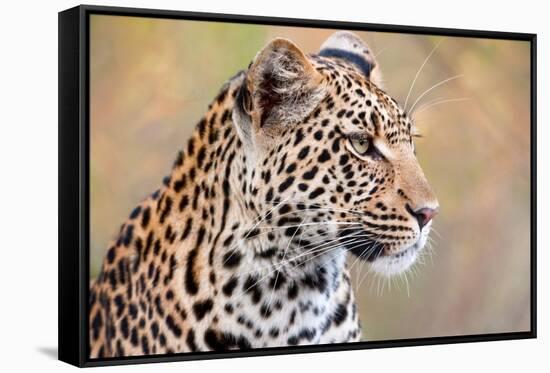 Leopard-Howard Ruby-Framed Stretched Canvas