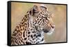 Leopard-Howard Ruby-Framed Stretched Canvas
