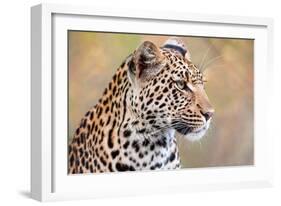 Leopard-Howard Ruby-Framed Photographic Print