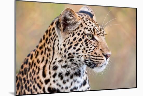 Leopard-Howard Ruby-Mounted Photographic Print