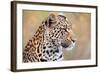 Leopard-Howard Ruby-Framed Photographic Print