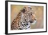 Leopard-Howard Ruby-Framed Photographic Print