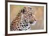 Leopard-Howard Ruby-Framed Photographic Print