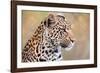 Leopard-Howard Ruby-Framed Photographic Print