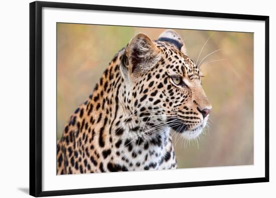 Leopard-Howard Ruby-Framed Photographic Print