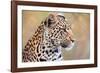 Leopard-Howard Ruby-Framed Photographic Print