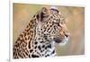 Leopard-Howard Ruby-Framed Photographic Print