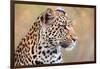 Leopard-Howard Ruby-Framed Photographic Print