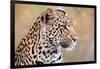 Leopard-Howard Ruby-Framed Photographic Print