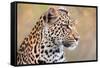 Leopard-Howard Ruby-Framed Stretched Canvas