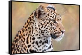 Leopard-Howard Ruby-Framed Stretched Canvas