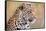 Leopard-Howard Ruby-Framed Stretched Canvas