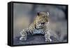 Leopard-null-Framed Stretched Canvas