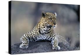 Leopard-null-Stretched Canvas