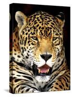 Leopard-Dennis Goodman-Stretched Canvas