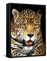 Leopard-Dennis Goodman-Framed Stretched Canvas