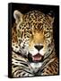 Leopard-Dennis Goodman-Framed Stretched Canvas