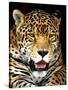 Leopard-Dennis Goodman-Stretched Canvas