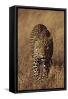 Leopard-DLILLC-Framed Stretched Canvas