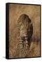 Leopard-DLILLC-Framed Stretched Canvas