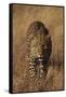 Leopard-DLILLC-Framed Stretched Canvas