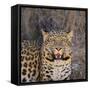 Leopard-DLILLC-Framed Stretched Canvas