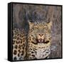 Leopard-DLILLC-Framed Stretched Canvas