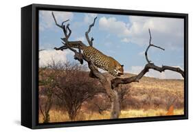 Leopard-Andrushko Galyna-Framed Stretched Canvas