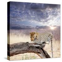 Leopard-Andrushko Galyna-Stretched Canvas