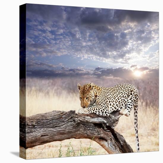 Leopard-Andrushko Galyna-Stretched Canvas