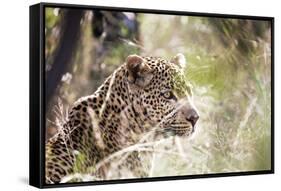 Leopard-instinia-Framed Stretched Canvas