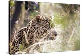 Leopard-instinia-Stretched Canvas