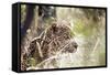 Leopard-instinia-Framed Stretched Canvas