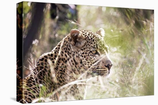 Leopard-instinia-Stretched Canvas