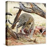 Leopard-Andrushko Galyna-Stretched Canvas