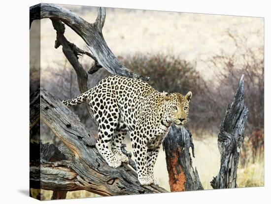 Leopard-Andrushko Galyna-Stretched Canvas