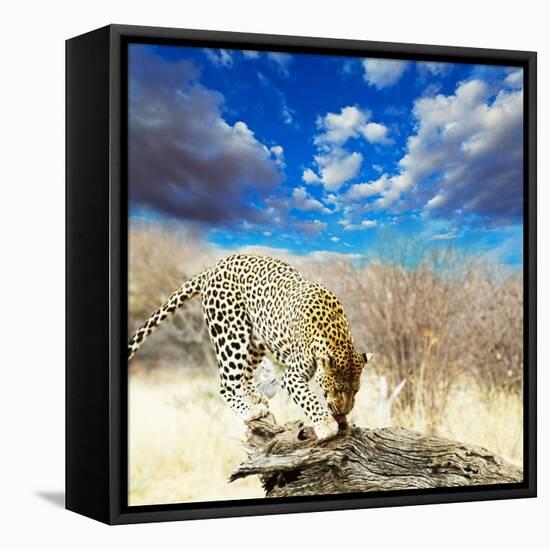 Leopard-Andrushko Galyna-Framed Stretched Canvas